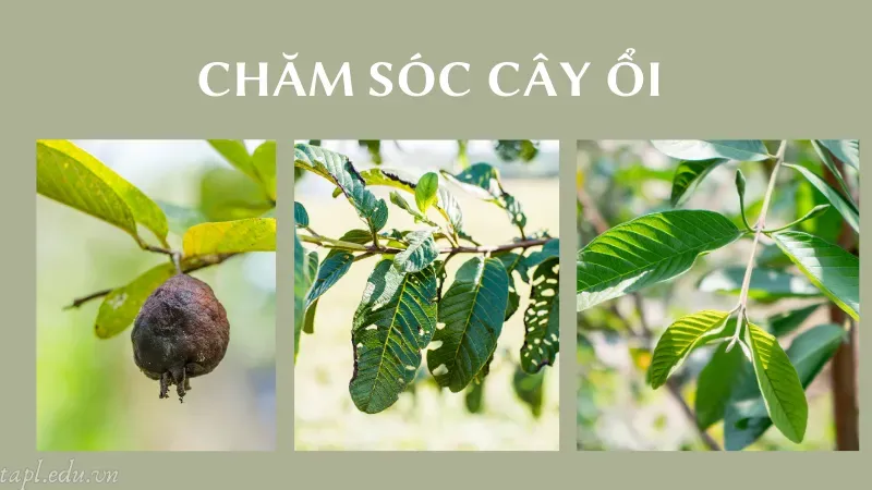 Chăm sóc cây ổi 