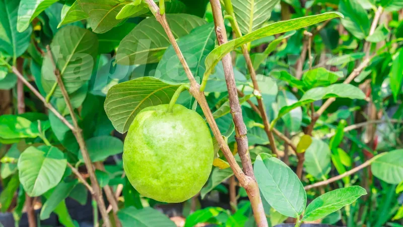 Phòng trừ sâu bệnh cho cây ổi