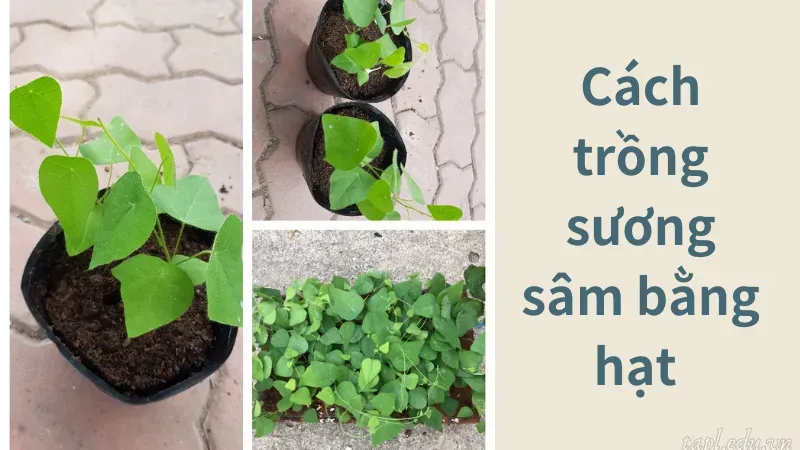 Cách trồng sương sâm bằng hạt 