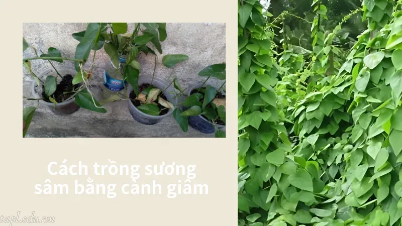 Cách trồng sương sâm bằng cành giâm