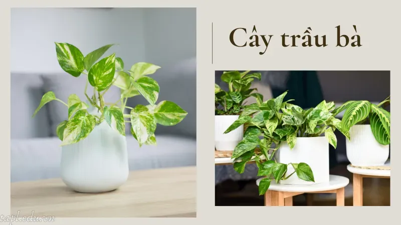 Cây trầu bà