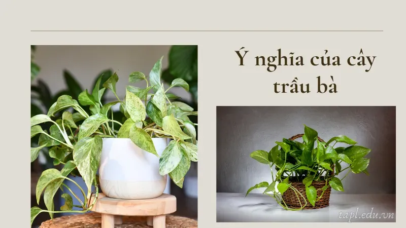 Ý nghĩa của cây trầu bà