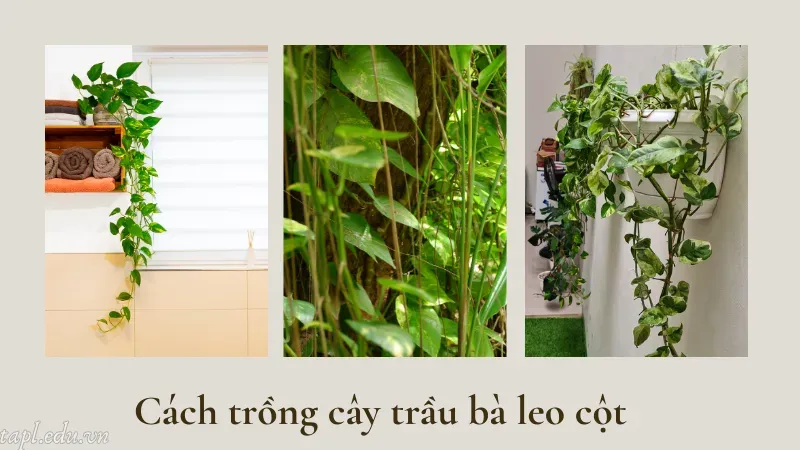 Cách trồng cây trầu bà leo cột