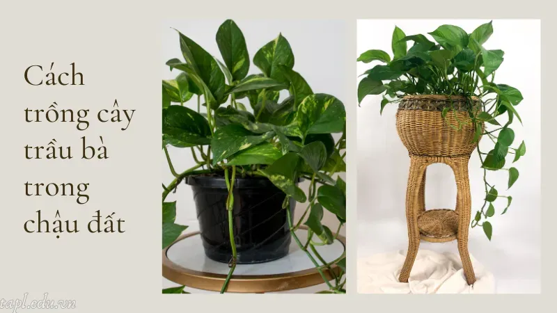 Cách trồng cây trầu bà trong chậu đất