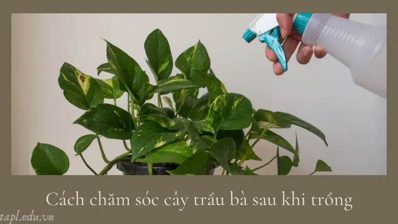 Cách chăm sóc cây trầu bà sau khi trồng