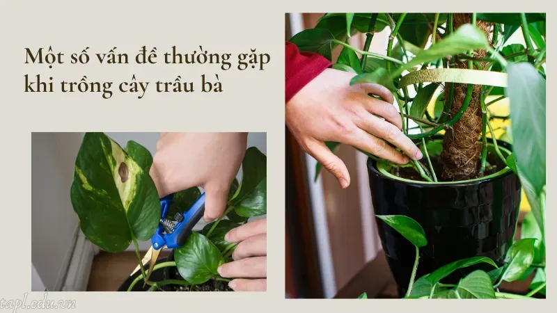 Một số vấn đề thường gặp khi trồng cây trầu bà