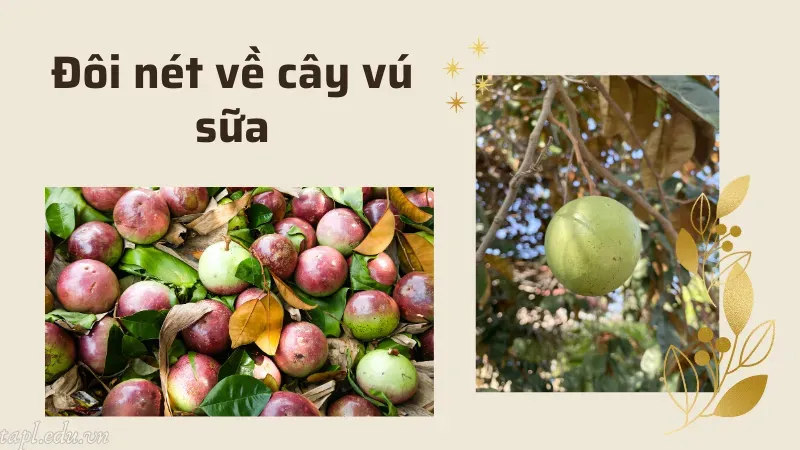 Đôi nét về cây vú sữa