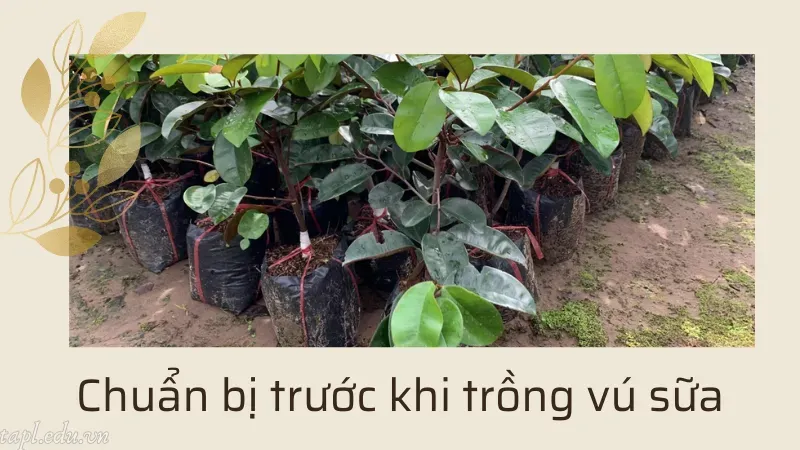 Chuẩn bị trước khi trồng vú sữa