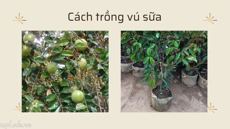 Cách trồng vú sữa