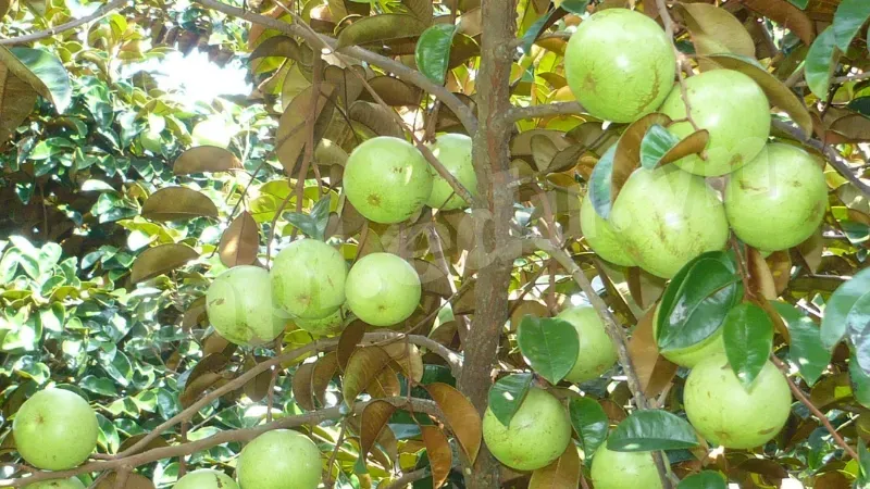 Tưới nước cho cây vú sữa