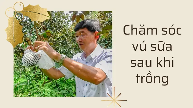 Chăm sóc vú sữa sau khi trồng
