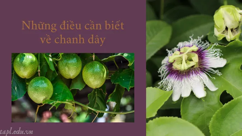 Những điều cần biết về chanh dây