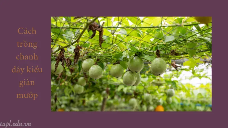 Cách trồng chanh dây kiểu giàn mướp