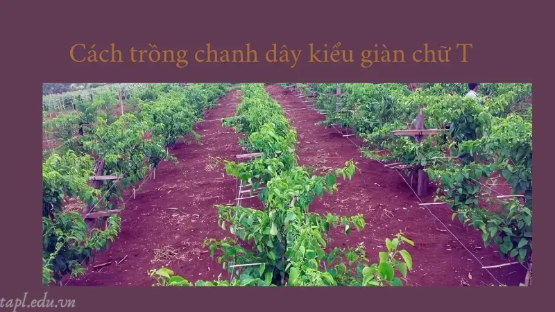 Cách trồng chanh dây kiểu giàn chữ T