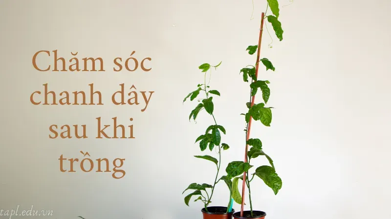Chăm sóc chanh dây sau khi trồng