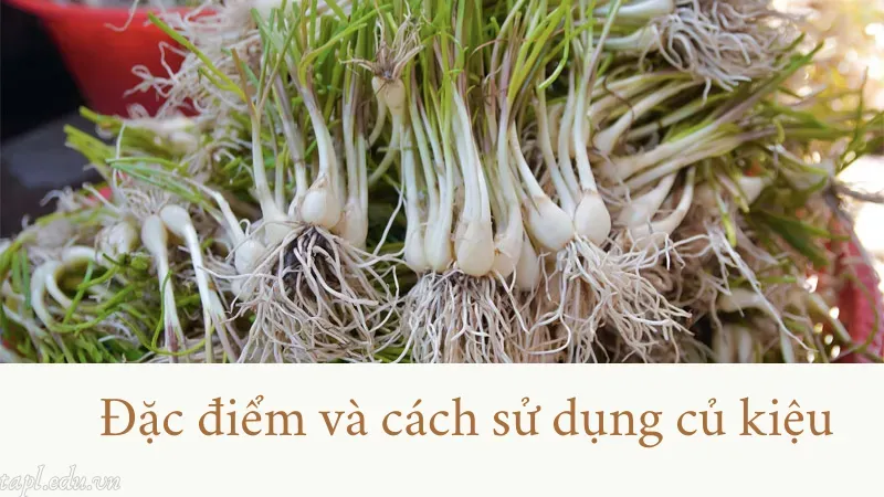 Đặc điểm và cách sử dụng củ kiệu