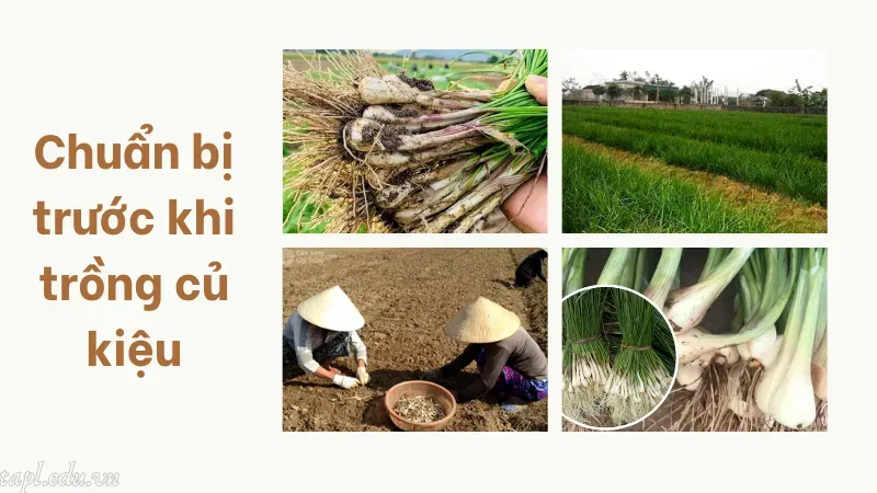 Chuẩn bị trước khi trồng củ kiệu
