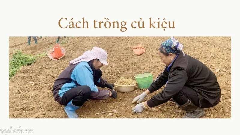 Cách trồng củ kiệu