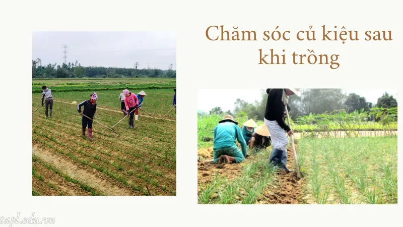 Chăm sóc củ kiệu sau khi trồng