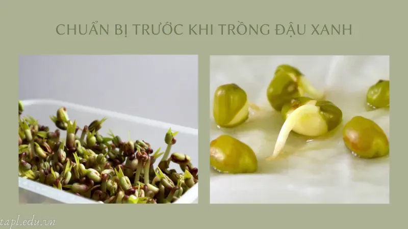 Chuẩn bị trước khi trồng đậu xanh