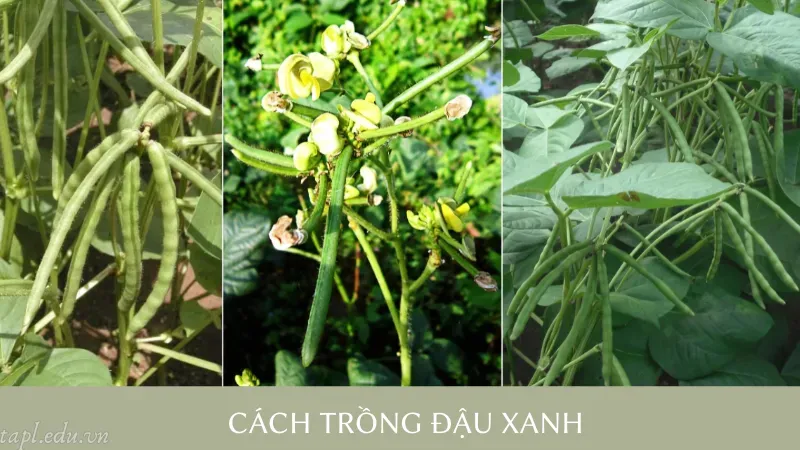 Cách trồng đậu xanh