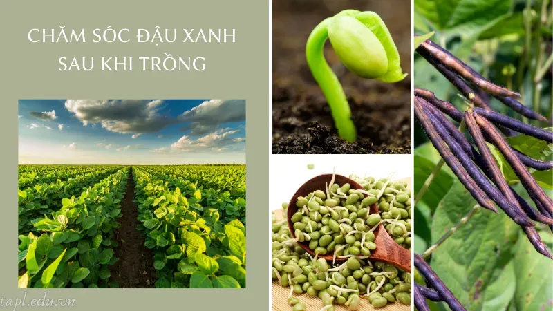 Chăm sóc đậu xanh sau khi trồng