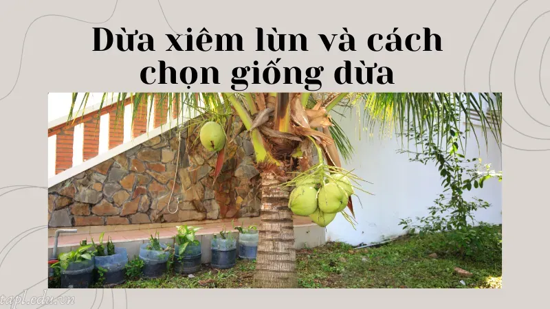 Dừa xiêm lùn và cách chọn giống dừa