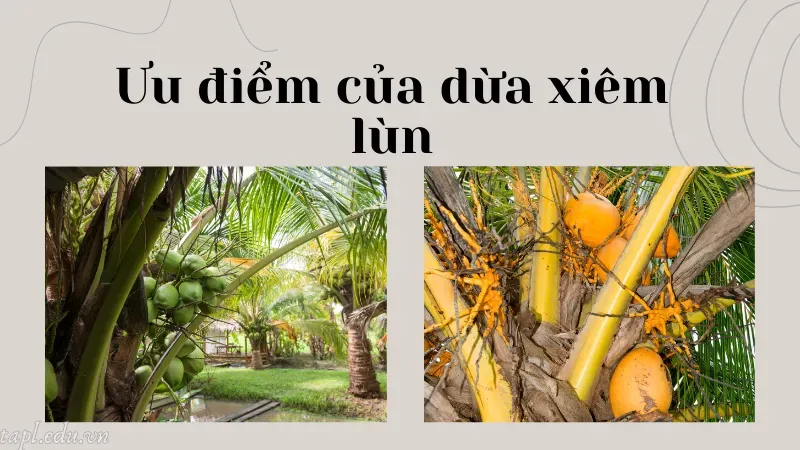 Ưu điểm của dừa xiêm lùn