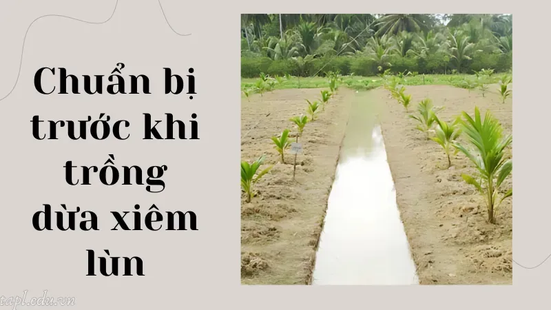Chuẩn bị trước khi trồng dừa xiêm lùn