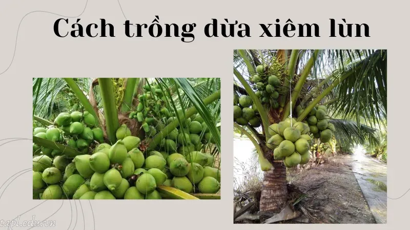 Cách trồng dừa xiêm lùn