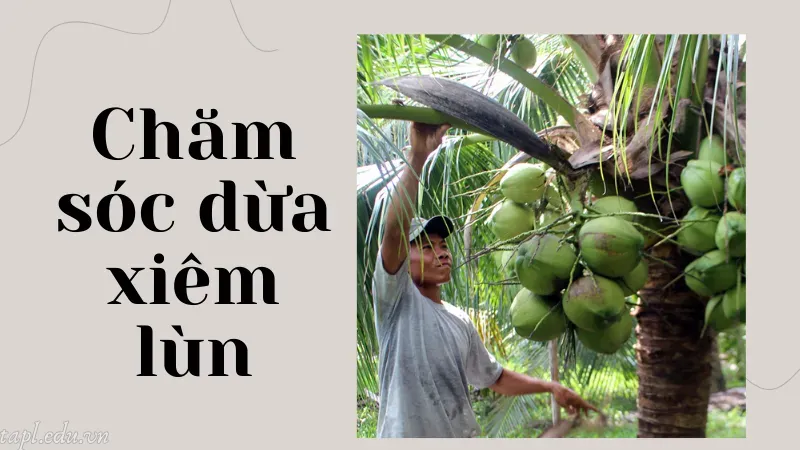 Chăm sóc dừa xiêm lùn