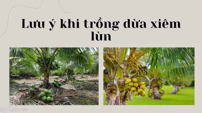 Lưu ý khi trồng dừa xiêm lùn
