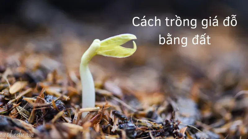 Cách trồng giá đỗ bằng đất