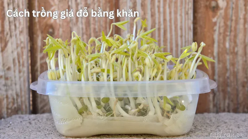 Cách trồng giá đỗ bằng khăn