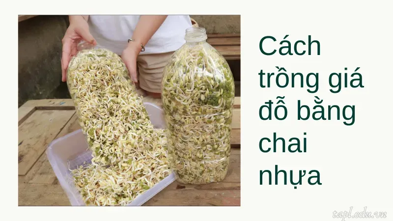 Cách trồng giá đỗ bằng chai nhựa