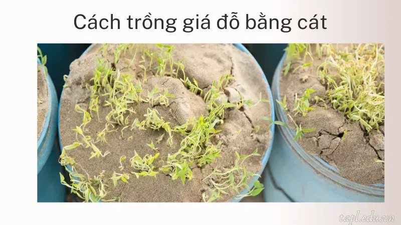 Cách trồng giá đỗ bằng cát
