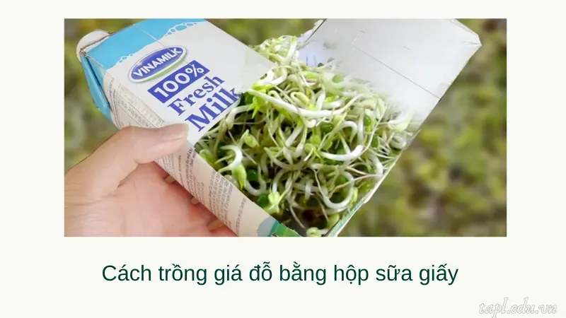 Cách trồng giá đỗ bằng hộp sữa giấy