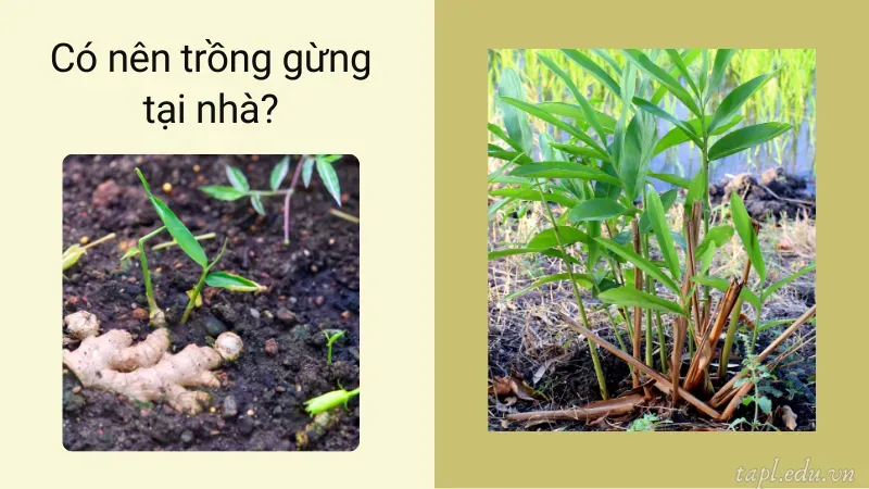 Có nên trồng gừng tại nhà?