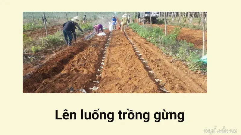 Các bước chuẩn bị trước khi trồng gừng