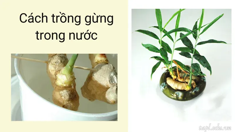 Cách trồng gừng trong nước