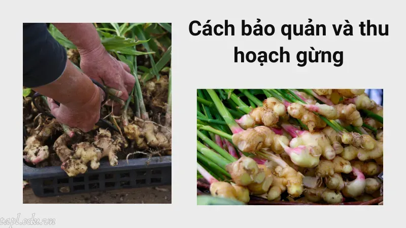 Cách bảo quản và thu hoạch gừng