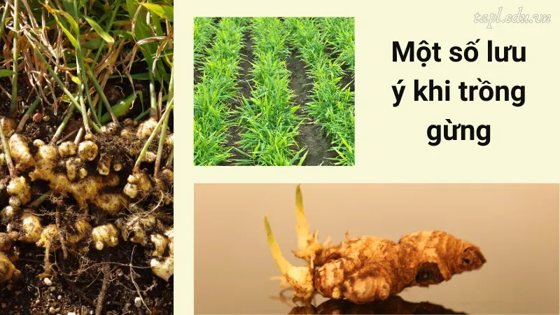 Một số lưu ý khi trồng gừng