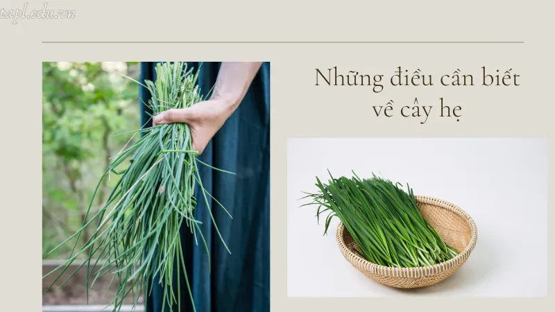 Những điều cần biết về cây hẹ
