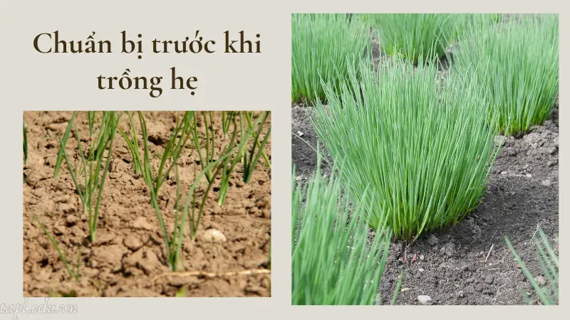 Chuẩn bị trước khi trồng hẹ