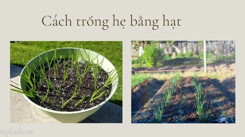 Cách trồng hẹ bằng hạt