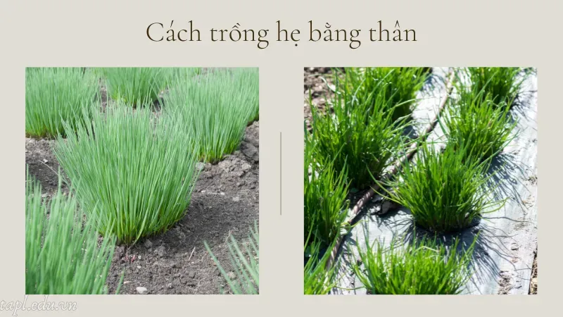 Cách trồng hẹ bằng thân