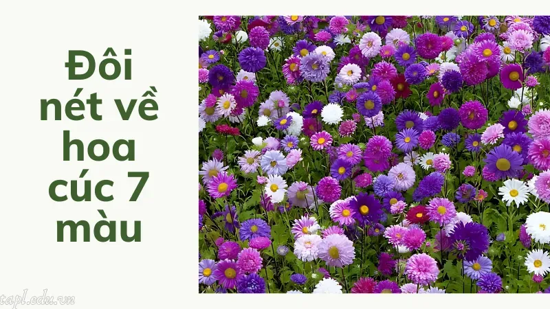 Đôi nét về hoa cúc 7 màu