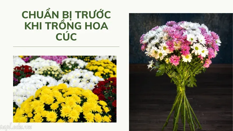 Chuẩn bị trước khi trồng hoa cúc