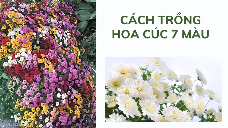 Cách trồng hoa cúc 7 màu