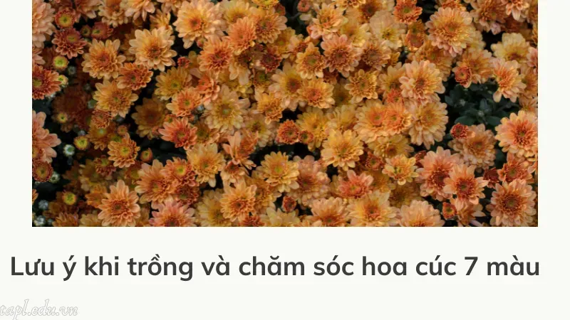 Lưu ý khi trồng và chăm sóc hoa cúc 7 màu 